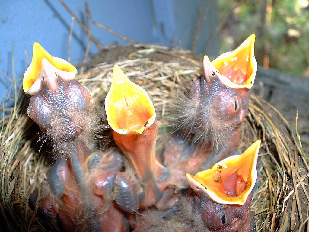 Blue Jay Babies by Aaron Audio is licensed under CC BY-NC-ND 2.0